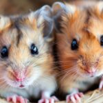 5 knaagdier artikelen die je hamster gelukkig maken!