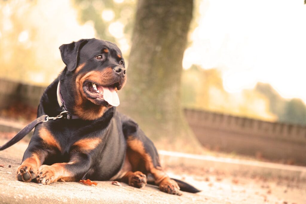 melatonine voor honden